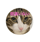 ドS猫の球太3（個別スタンプ：7）