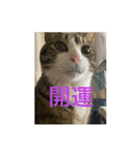 ドS猫の球太3（個別スタンプ：8）
