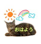 Johnny ＆ Chocola ❷（個別スタンプ：1）