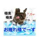 Johnny ＆ Chocola ❷（個別スタンプ：4）