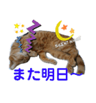Johnny ＆ Chocola ❷（個別スタンプ：6）
