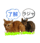 Johnny ＆ Chocola ❷（個別スタンプ：11）