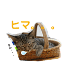 Johnny ＆ Chocola ❷（個別スタンプ：20）