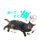 Johnny ＆ Chocola ❷（個別スタンプ：22）