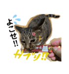 Johnny ＆ Chocola ❷（個別スタンプ：25）