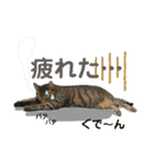 Johnny ＆ Chocola ❷（個別スタンプ：29）