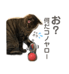 Johnny ＆ Chocola ❷（個別スタンプ：31）