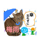 Johnny ＆ Chocola ❷（個別スタンプ：40）