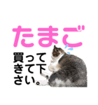 ねこさんお願いスタンプ（個別スタンプ：1）