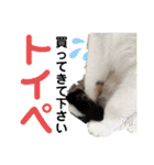 ねこさんお願いスタンプ（個別スタンプ：3）