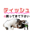 ねこさんお願いスタンプ（個別スタンプ：4）