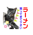 ねこさんお願いスタンプ（個別スタンプ：7）