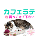 ねこさんお願いスタンプ（個別スタンプ：9）