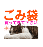 ねこさんお願いスタンプ（個別スタンプ：12）