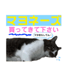 ねこさんお願いスタンプ（個別スタンプ：13）