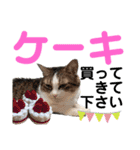 ねこさんお願いスタンプ（個別スタンプ：15）