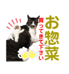 ねこさんお願いスタンプ（個別スタンプ：17）