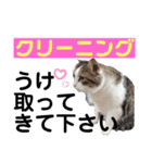 ねこさんお願いスタンプ（個別スタンプ：19）