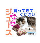 ねこさんお願いスタンプ（個別スタンプ：20）
