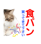 ねこさんお願いスタンプ（個別スタンプ：23）