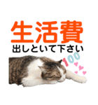 ねこさんお願いスタンプ（個別スタンプ：27）
