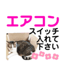 ねこさんお願いスタンプ（個別スタンプ：29）