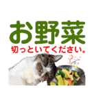 ねこさんお願いスタンプ（個別スタンプ：31）