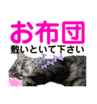 ねこさんお願いスタンプ（個別スタンプ：32）