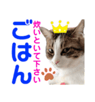 ねこさんお願いスタンプ（個別スタンプ：33）