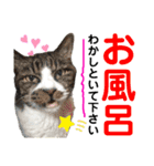 ねこさんお願いスタンプ（個別スタンプ：34）