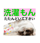 ねこさんお願いスタンプ（個別スタンプ：35）