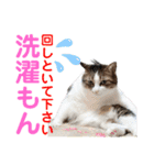 ねこさんお願いスタンプ（個別スタンプ：36）