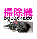 ねこさんお願いスタンプ（個別スタンプ：37）