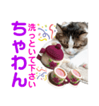 ねこさんお願いスタンプ（個別スタンプ：38）