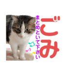 ねこさんお願いスタンプ（個別スタンプ：39）