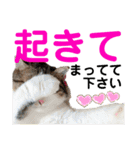 ねこさんお願いスタンプ（個別スタンプ：40）
