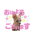うちのむぎこ2（個別スタンプ：3）