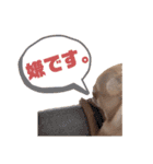 うちのむぎこ2（個別スタンプ：12）