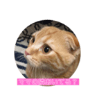 こむぎ♀ときなこ♂（個別スタンプ：1）