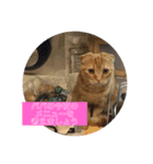 こむぎ♀ときなこ♂（個別スタンプ：2）
