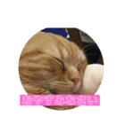 こむぎ♀ときなこ♂（個別スタンプ：3）