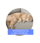 こむぎ♀ときなこ♂（個別スタンプ：6）