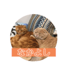 こむぎ♀ときなこ♂（個別スタンプ：7）