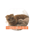 こむぎ♀ときなこ♂（個別スタンプ：8）