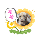 ジュラジュララリ～（個別スタンプ：5）