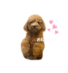トイプードル ライ君♡（個別スタンプ：3）