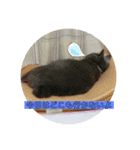 はじめましてココアです（個別スタンプ：3）
