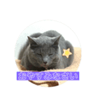 はじめましてココアです（個別スタンプ：7）