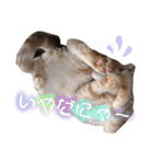 ふぁんとむ2021 p1（個別スタンプ：6）