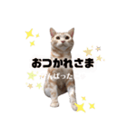 ふぁんとむ2021 p1（個別スタンプ：15）
